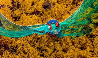 Ngắm 'cánh đồng chín vàng' tuyệt đẹp ở biển Quy Nhơn