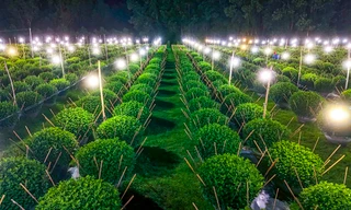 Chong đèn 'không cho hoa ngủ' chờ mong Tết 