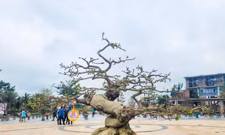 Ngắm dàn mai cổ thụ tại lễ hội mai vàng ở Bình Định