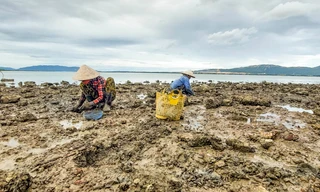 Nhọc nhằn nghề đào phễnh trên đầm Thị Nại