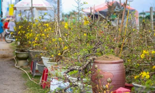 Vắng khách, các chủ vườn ở 'thủ phủ' mai vàng miền Trung rao cây trên mạng xã hội