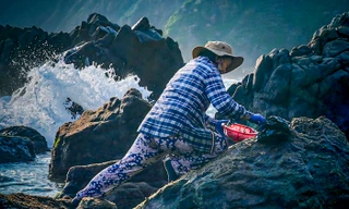 Nhọc nhằn thu hoạch 'lộc biển' trên ghềnh đá bên sóng dữ