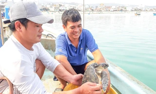 Thả đồi mồi quý hiếm nặng 3kg về lại biển