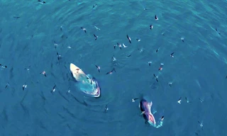 Cá voi bơi lượn tung tăng săn mồi ở vùng biển Gia Lai