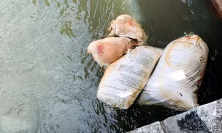 Ám ảnh xác heo chết vứt đầy kênh mương ở Gia Lai