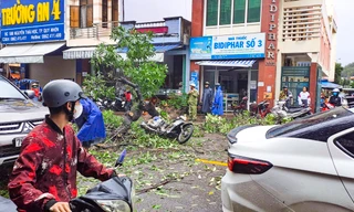 Cây xanh bật gốc đè trúng một người đi đường