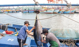 Điều tra kẻ môi giới, móc nối đưa tàu cá đi khai thác bất hợp pháp ở vùng biển nước ngoài