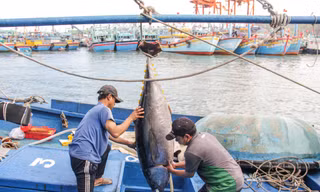 Điều tra kẻ môi giới, móc nối đưa tàu cá đi khai thác bất hợp pháp ở vùng biển nước ngoài