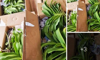 Mua bán lan trên các trang mạng xã hội. Ảnh minh họa