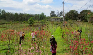 Vườn hoa đào rực rỡ đón xuân giữa núi rừng ở Bình Định