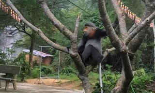 Phú Yên: 3 cá thể voọc chà vá chân xám quý hiếm vào cư trú trong...chùa