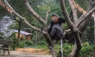 Phú Yên: 3 cá thể voọc chà vá chân xám quý hiếm vào cư trú trong...chùa