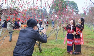 Nhiều người kéo nhau đi xem hoa ở độ cao 800m