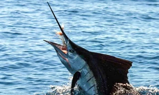 Một ngư dân Bình Định tử vong do bị cá cờ đâm trúng