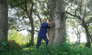 Hiếm có rừng Kơ nia cổ thụ giữa đồng bằng