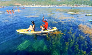 'Cánh đồng vàng' rong mơ làng Nhơn Hải hút hồn du khách