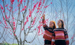 Rực rỡ sắc hoa đào trên độ cao 800 m ở Bình Định