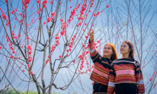 Rực rỡ sắc hoa đào trên độ cao 800 m ở Bình Định