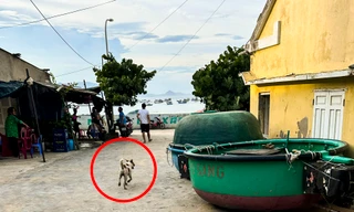 Đi du lịch cùng gia đình, cháu bé 3 tuổi bị chó cắn phải khâu 32 mũi