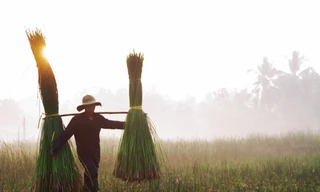 Rộn ràng mùa thu hoạch cói, người dân xuống ruộng từ lúc mặt trời vừa ló rạng