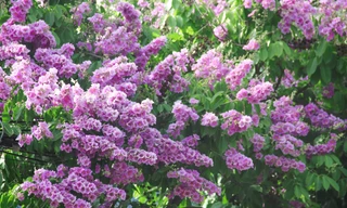 Bằng lăng khoe sắc tím từng góc phố Quy Nhơn