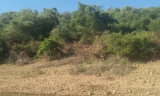 Vụ thâu tóm 138ha đất rừng ở Bình Định: Khởi tố cựu Bí thư huyện uỷ