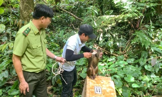 Thả cá thể động vật rừng quý hiếm về tự nhiên. Ảnh: P.T
