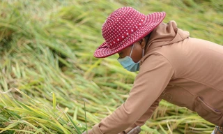 Lúa ngã rạp đồng, nông dân tranh thủ gặt sau đợt mưa lớn bất thường