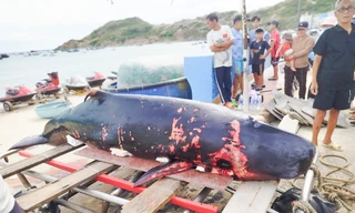 Xác cá voi 2 tạ trôi vào bãi biển Quy Nhơn