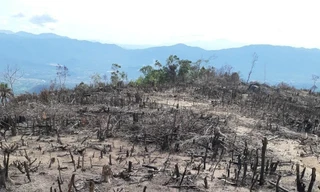 Điều tra vụ phá 5ha rừng ở Bình Định. Ảnh minh họa