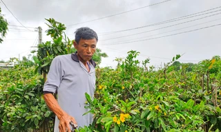  'Thủ phủ' mai vàng miền Trung thấp thỏm vì hoa nở rộ