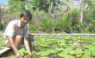Thu tiền triệu mỗi ngày nhờ trồng hoa súng