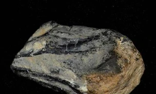 Hóa thạch tìm thấy trong Công viên Bang Berlin-Ichthyosaur ở Nevada được coi là một phần mỏ của loài mực cổ khổng lồ