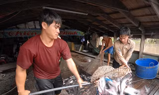 Doanh nghiệp cá tra đang làm ăn có lãi Ảnh: Vũ Hoàng