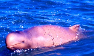 Phát hiện hơn 1.000 loài sinh vật mới