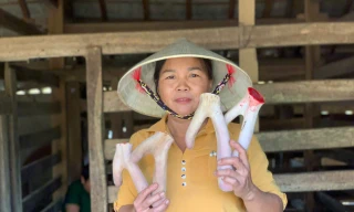 Vùng nuôi hươu nổi tiếng cả nước vào mùa thu hoạch sản vật quý hơn vàng 