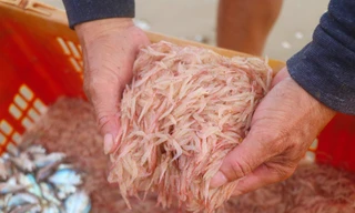 Ngư dân Hà Tĩnh trúng đậm ruốc biển, thu bạc triệu mỗi đêm