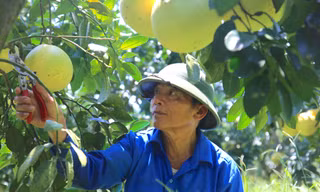 Trồng bưởi giúp người dân miền núi Hà Tĩnh phát triển làm giàu 
