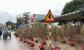 Ngày 30 Tết, đào quất vẫn ngập tràn, tiểu thương lo lỗ vốn