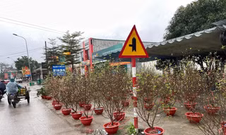 Ngày 30 Tết, đào quất vẫn ngập tràn, tiểu thương lo lỗ vốn
