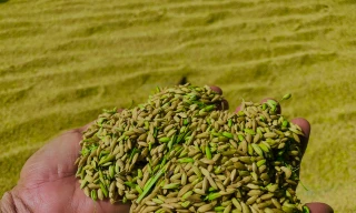 Lo ngại cơn bão số 3, nông dân hối hả gặt dù lúa chín chưa tới