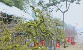 Mai đá giá hàng chục triệu đồng hút khách 