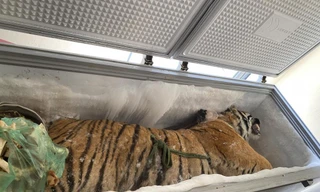 Phát hiện hổ đông lạnh nặng 160kg trong nhà dân