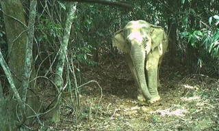 Lộ diện nhiều động vật quý hiếm qua bẫy ảnh ở vườn Quốc gia Vũ Quang