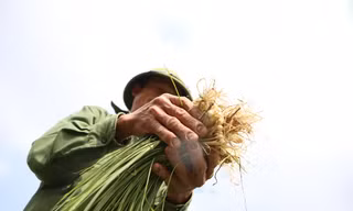 Vào vựa hành tăm lớn nhất Hà Tĩnh, xem người dân kiếm tiền triệu mỗi ngày