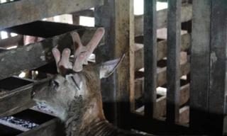 Độc lạ chú hươu sao mọc 3 sừng, 6 nhánh ở Hà Tĩnh