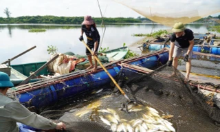 Xác định nguyên nhân khiến hơn 50 tấn cá lồng bè chết trắng ở Hà Tĩnh