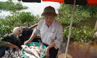 Nguyên nhân hơn 50 tấn cá lồng bè chết trắng, người nuôi thất thu hàng tỉ đồng