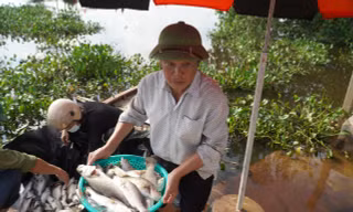 Nguyên nhân hơn 50 tấn cá lồng bè chết trắng, người nuôi thất thu hàng tỉ đồng