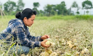 Nông dân trồng dưa trắng tay vì trận lũ bất thường